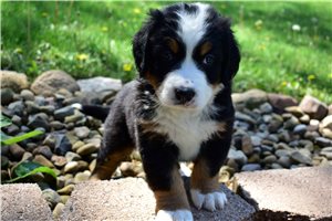 Lucy - Bernese Mountain Dog for sale