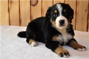 Plum - Bernese Mountain Dog for sale