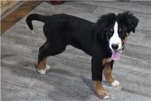 Daniel - Bernese Mountain Dog for sale