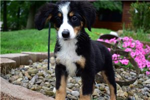 Penelope - Bernese Mountain Dog for sale