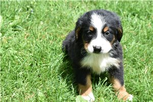 Sisto - Bernese Mountain Dog for sale