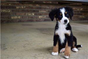 Penelope - Bernese Mountain Dog for sale
