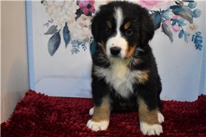 Maverick - Bernese Mountain Dog for sale