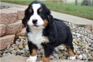 Lawson - Bernese Mountain Dog for sale