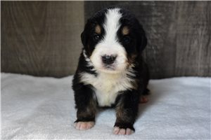 Pickles - Bernese Mountain Dog for sale