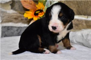 Kaya - Bernese Mountain Dog for sale