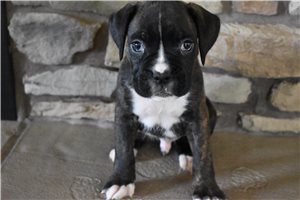 James - Boxer for sale