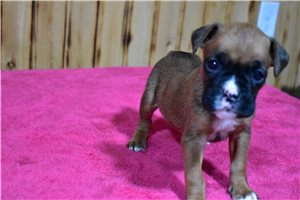 Haven - Boxer for sale