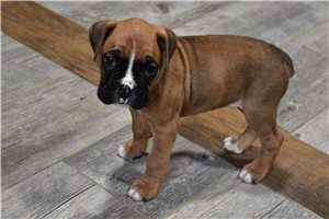 Hannah - Boxer for sale