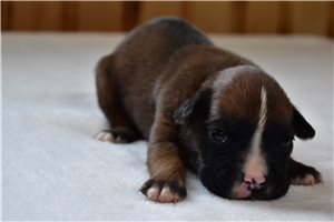 Henry - puppy for sale