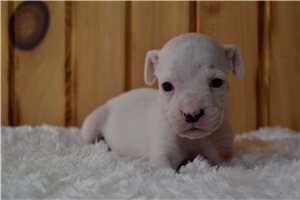 Simone - Boxer for sale