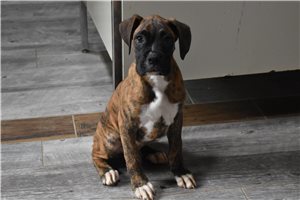 Peter - Boxer for sale