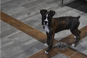 Isaac - Boxer for sale