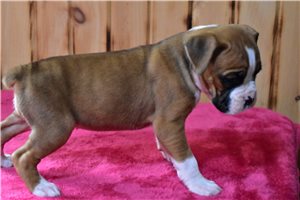 Hailey - Boxer for sale
