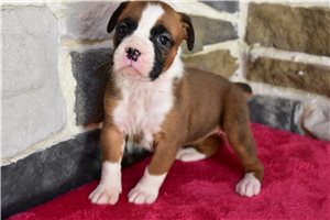 Madison - puppy for sale
