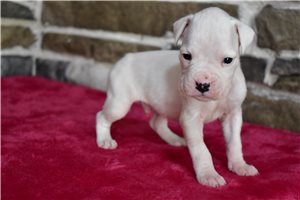 Milo - Boxer for sale