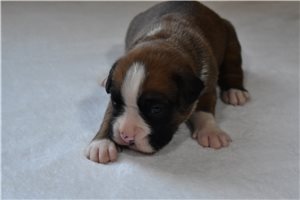 Hazel - Boxer for sale