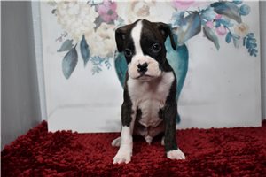 Gabby - Boxer for sale