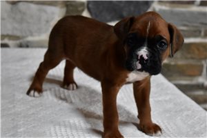 Henry - Boxer for sale