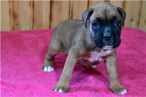 Kinsley - Boxer for sale