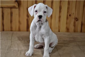 Dylan - Boxer for sale
