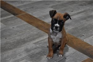 Iker - Boxer for sale
