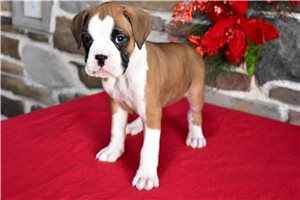 Diana - Boxer for sale