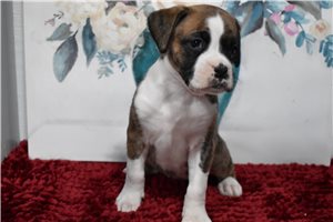 Ginny - Boxer for sale