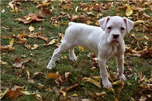 Simone - Boxer for sale