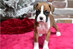Daphne - puppy for sale