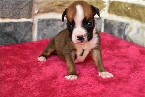 Mickey - Boxer for sale