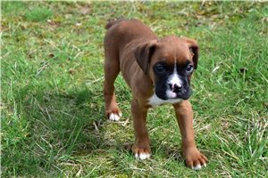 Henry - Boxer for sale
