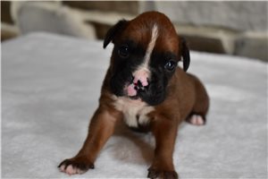 Henry - Boxer for sale