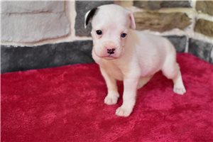 Monica - Boxer for sale