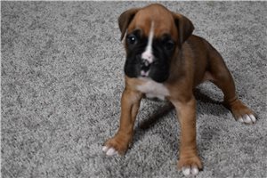 Hannah - Boxer for sale