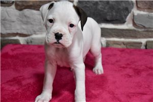Daniel - Boxer for sale