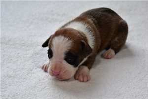 Hudson - puppy for sale