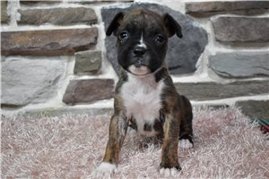 Isabella - Boxer for sale