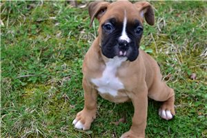 Hannah - Boxer for sale