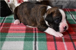 David - Boxer for sale