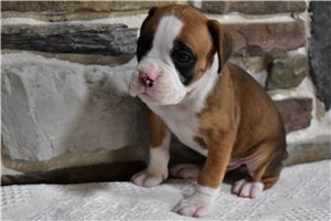 Hudson - Boxer for sale