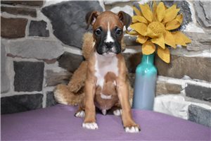 Isaiah - Boxer for sale