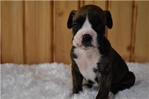 Sadie - Boxer for sale