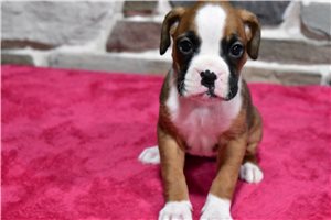 Dorothy - Boxer for sale