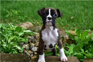 Danica | Puppies For Sale at Pawrade