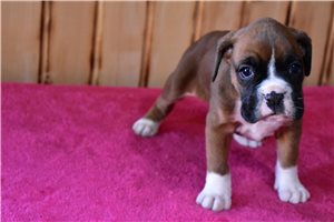 Katherine - Boxer for sale