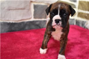 Maddox - puppy for sale