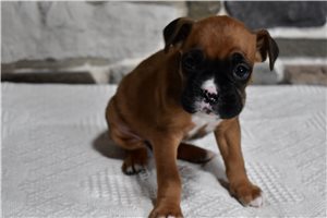 Haven - Boxer for sale