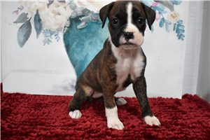 Glinda - puppy for sale