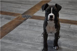 Virginia boxer hot sale breeders